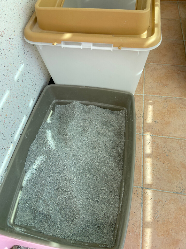 magic carpet cat litter