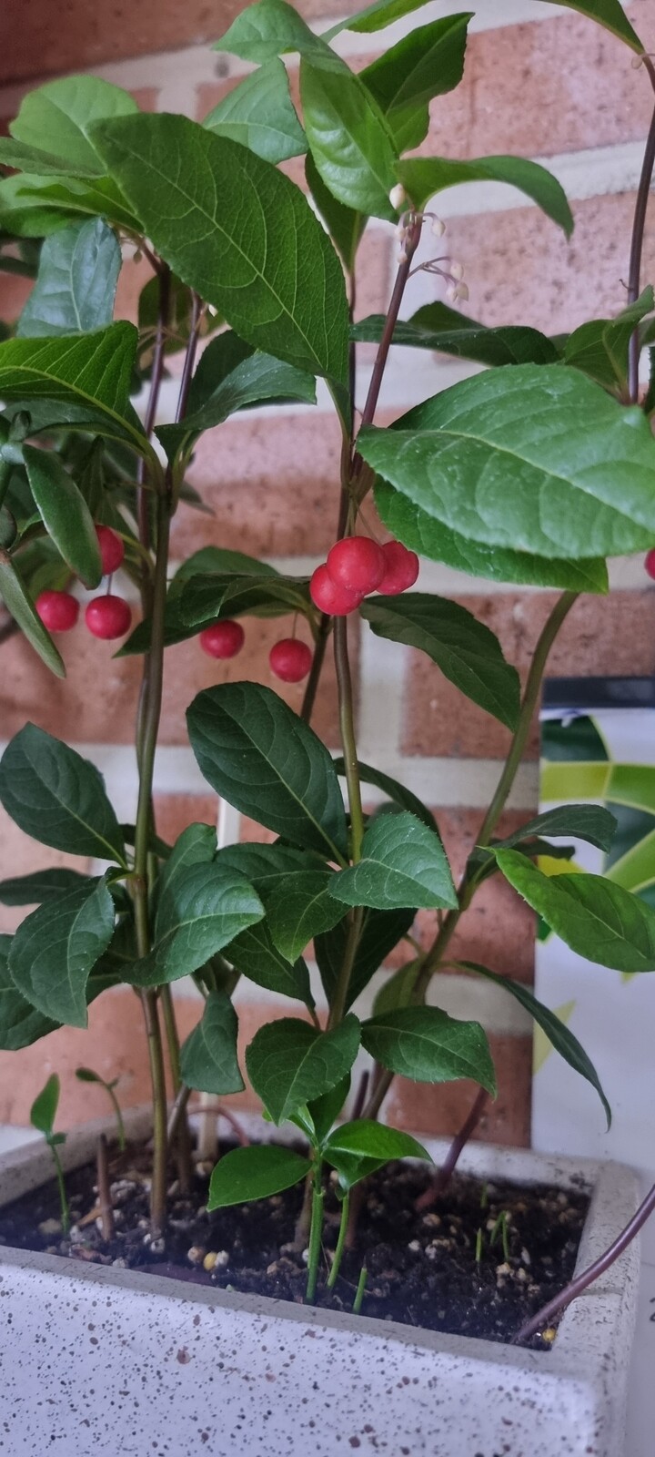 제휴상품평 포토리뷰 이미지